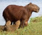 Il capibara è il roditore di maggiori dimensioni attualmente esistent