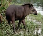 Il tapiro