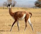 Il guanaco