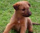 Cucciolo di Irish Terrier