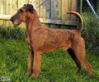 Irish Terrier