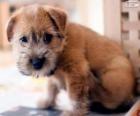 Cucciolo di Norwich Terrier