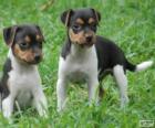 Cuccioli di Terrier brazileiro