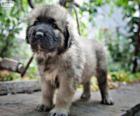 Cucciolo cane da pastore di Ciarplanina