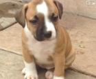 Cucciolo di Staffordshire bull terrier