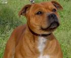 Staffordshire bull terrier