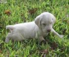 Cucciolo Spinone Italiano