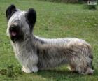 Skye terrier