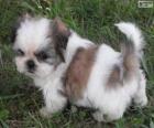 Cucciolo di Shih Tzu