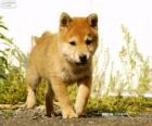 Cucciolo di Shiba Inu