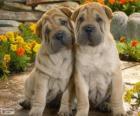 Cuccioli Shar Pei