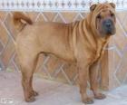 Shar Pei, razza cinese