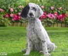 Cucciolo Setter inglese