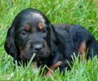 Cucciolo Setter Scozzese o Setter Gordon