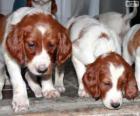 Cuccioli Setter irlandese rosso e bianco