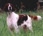 Setter irlandese rosso e bianco