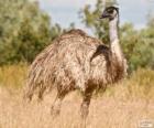 L'emù è il secondo uccello più grande