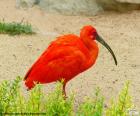 Ibis rosso