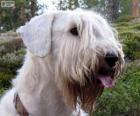 Sealyham terrier