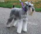 Schnauzer nano