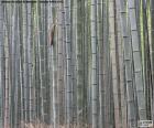 Foresta di bambù giapponese