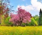 Albero di ciliegio in primavera