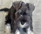 Cucciolo di Schnauzer medio