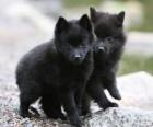 Cuccioli Schipperke