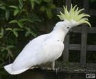 Il Cacatua ciuffogiallo, Cacatua galerita