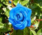 Rosa blu