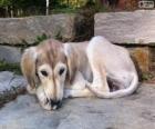 Cucciolo di Saluki