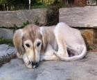 Cucciolo di Saluki