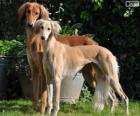 Saluki o levriero persiano