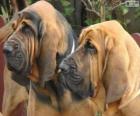 Bloodhound o cane di Sant'Uberto