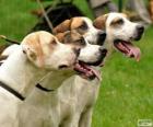 Foxhound inglese