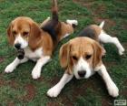 Cuccioli American Foxhound