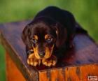 Cucciolo Coonhound nero e bronzo