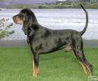 Coonhound nero e bronzo