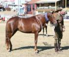 Waler cavallo originaria dell'Australia