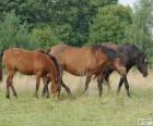 Žemaitukas o Zhmud, Zhemaichu cavallo originaria della Lituania