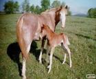 Virginia Highlander cavallo originari degli Stati Uniti