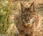 Lince europea