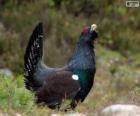 Gallo cedrone maschio