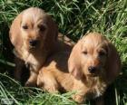 Cuccioli Bassett fauve de bretagne