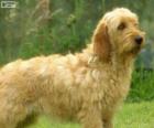 Bassett fauve de bretagne