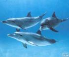 Delfini che nuotan in fondo al mare