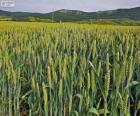 Campo di cereali in primavera