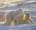 Mamma orsa con cuccioli