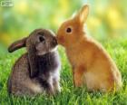 Due conigli belle faccia a faccia
