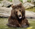 Un grande orso in acqua prendendo un bel bagno